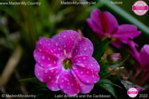 MadeinMycountry-MadeinMycountrySudamerica