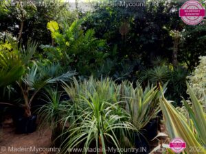 MadeinMycountry-India-MadeinMycountryIndia-MadeinMycountry-Asia-MadeinMycountryIN