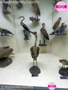 MadeinMycountry-Natural-history-Museum-MadeinMycountryWildlife-MadeinMycountryIndia-India-Kerala-wildlife-exhibits